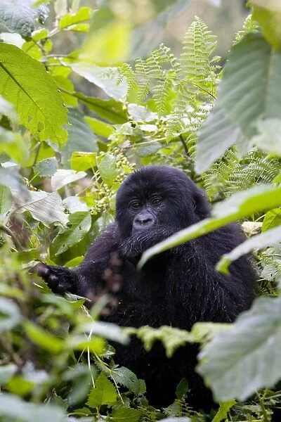Mountain gorilla (Gorilla gorilla beringei) eating leaves