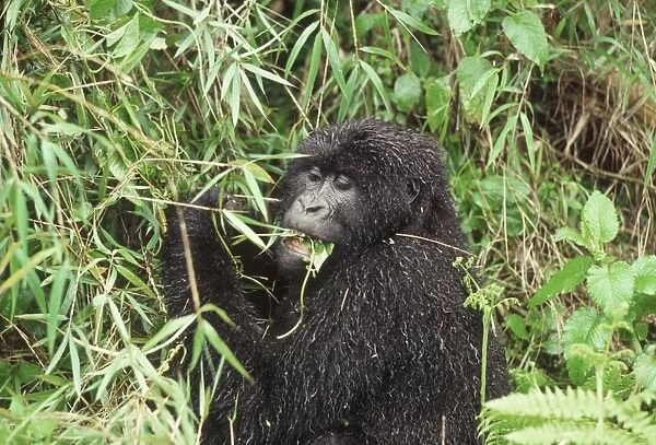 Mountain Gorilla (Gorilla gorilla beringei) female feeding on vine after rain
