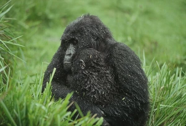 Mountain Gorilla (Gorilla gorilla beringei) mother with infant in the rain