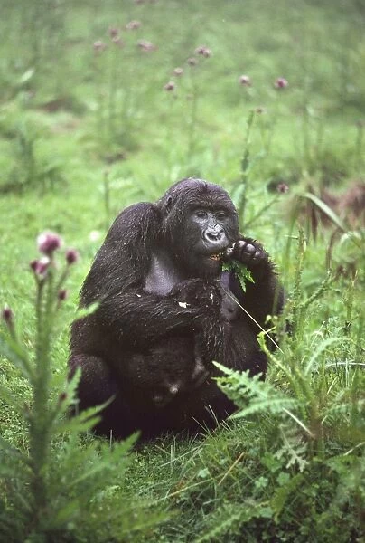 Mountain Gorilla (Gorilla gorilla beringei) mother with infant feeding on thistle