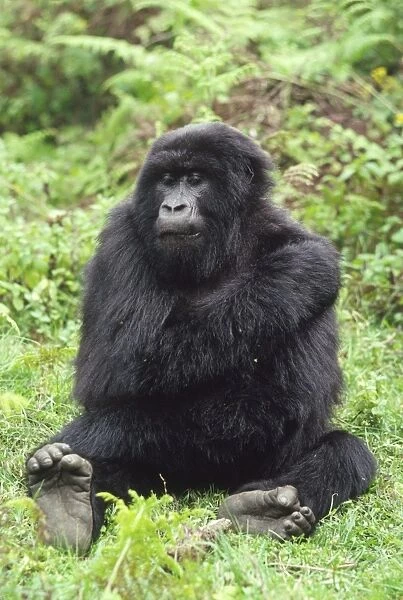 Mountain Gorilla (Gorilla gorilla beringei) young female, Virunga Volcanoes