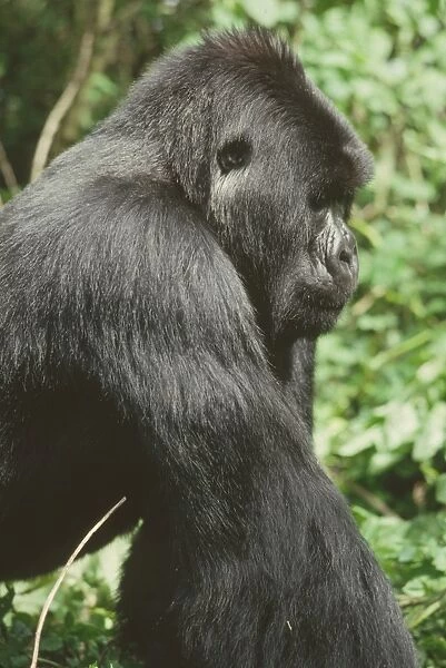 Mountain Gorilla (Gorilla gorilla beringei) young silverback male, Virunga Volcanoes