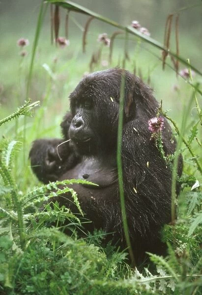 Mountain Gorilla (Gorilla gorilla beringei) young female feeding on thistle
