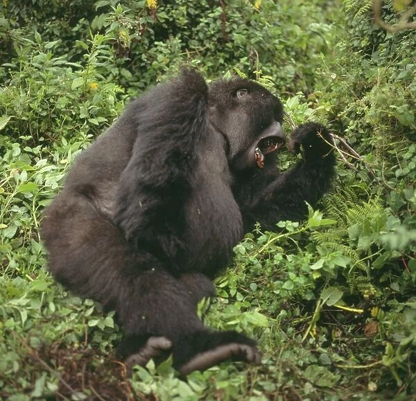 Mountain Gorilla (Gorilla gorilla beringei) female yawning, Virunga Volcanoes