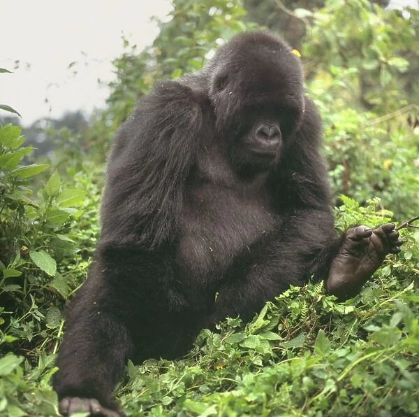 Mountain Gorilla (Gorilla gorilla beringei) young male, Virunga Volcanoes, Rwanda, Africa