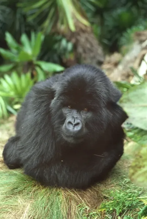 Framed Print : Mountain Gorilla (Gorilla gorilla beringei) blackback male in sub-alpine zone Framed Print : Mountain Gorilla (Gorilla gorilla beringei) blackback male in sub-alpine zone