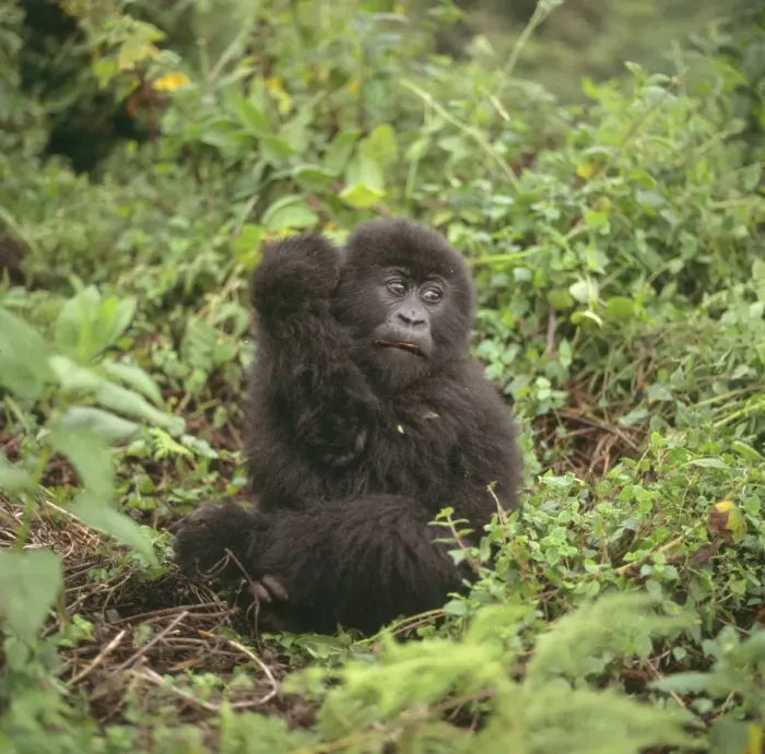 Framed Print : Mountain Gorilla (Gorilla gorilla beringei) juvenile, Virunga Volcanoes, Rwanda, Africa Framed Print : Mountain Gorilla (Gorilla gorilla beringei) juvenile, Virunga Volcanoes, Rwanda, Africa