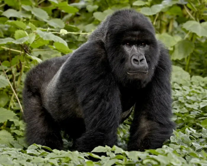 Framed Print : Mountain gorilla (Gorilla gorilla beringei) silverback of the Umubano group named Charles Framed Print : Mountain gorilla (Gorilla gorilla beringei) silverback of the Umubano group named Charles