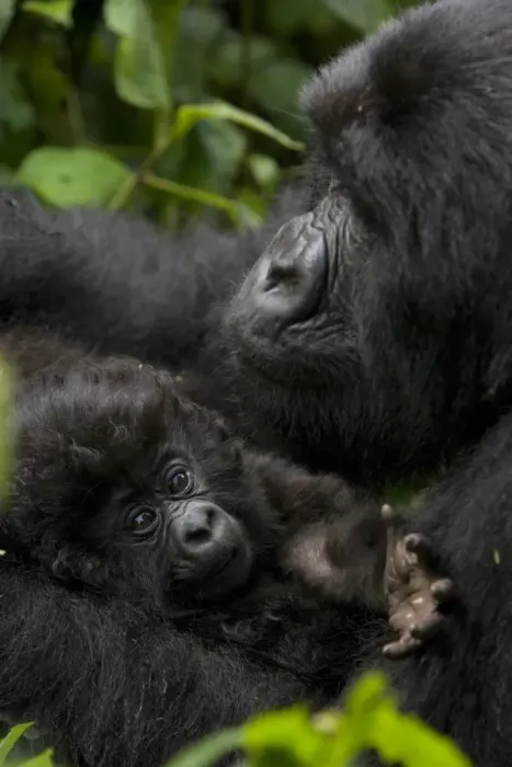 Framed Print : Mountain gorilla (Gorilla gorilla beringei) with her young baby Framed Print : Mountain gorilla (Gorilla gorilla beringei) with her young baby