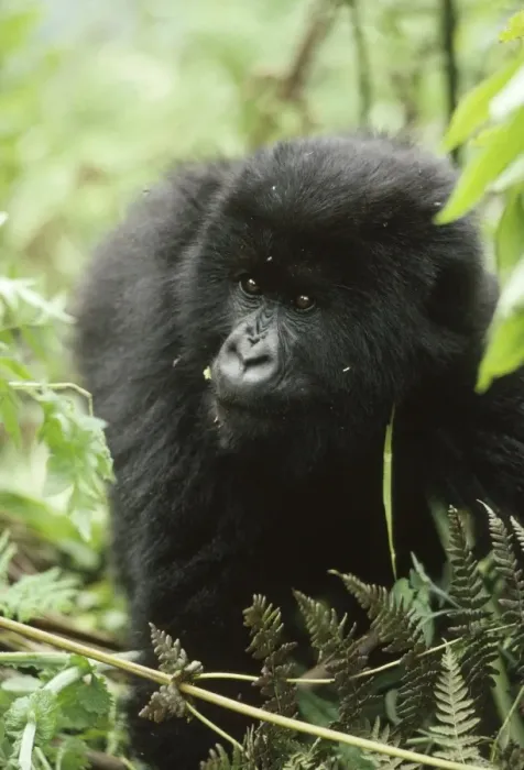 Framed Print : Mountain Gorilla (Gorilla gorilla beringei) young male, Virunga Volcanoes, Rwanda, Africa Framed Print : Mountain Gorilla (Gorilla gorilla beringei) young male, Virunga Volcanoes, Rwanda, Africa