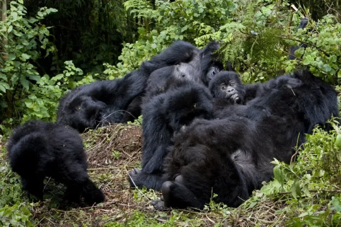 Framed Print : Mountain gorilla group (Gorilla gorilla beringei) Framed Print : Mountain gorilla group (Gorilla gorilla beringei)