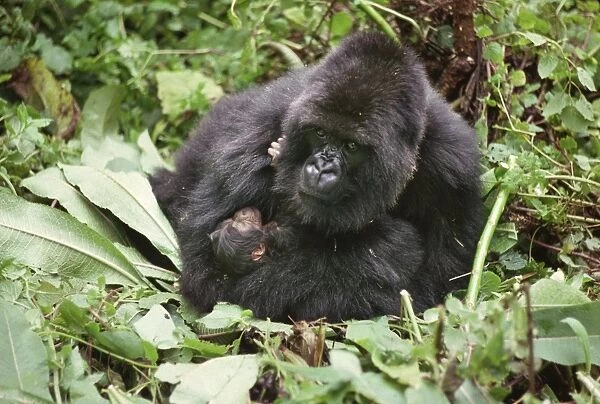 Mountain Gorillas (Gorilla g. beringei), mother Amareba with newborn infant