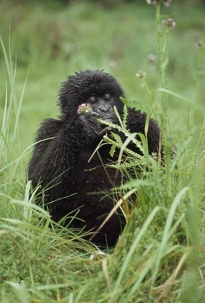 Mountain Gorillas (Gorilla g. beringei) young female feeding, Virunga Volcanoes