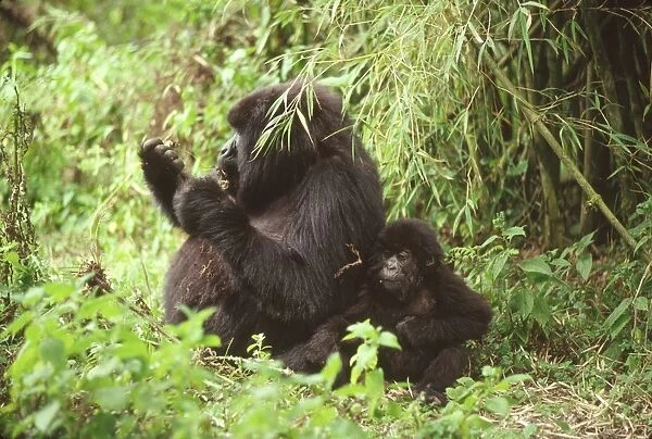 Mountain Gorillas (Gorilla g. beringei) female with infant feeding, Virunga Volcanoes