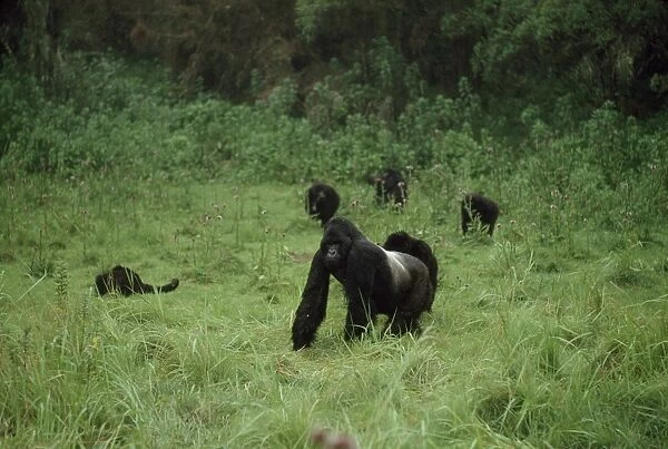 Mountain Gorillas (Gorilla g. beringei) silverback male with family group