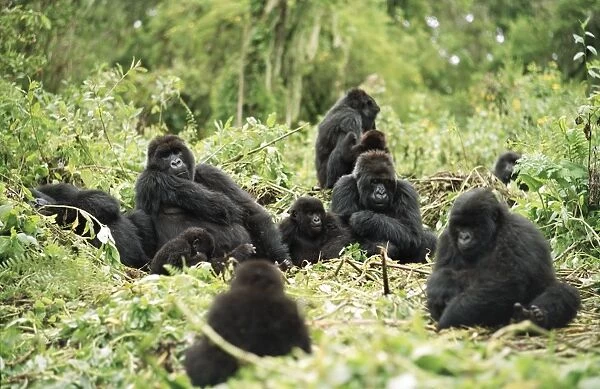 Mountain Gorillas (Gorilla gorilla beringei), silverback male resting with group