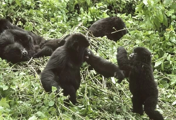 Mountain Gorillas (Gorilla gorilla beringei), juveniles playing, Virunga Volcanoes