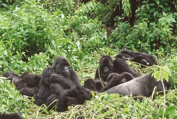Mountain Gorillas (Gorilla gorilla beringei), silverback male with group resting