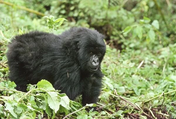 Mountain Gorillas (Gorilla gorilla beringei) juvenile, Virunga Volcanoes, Rwanda, Africa