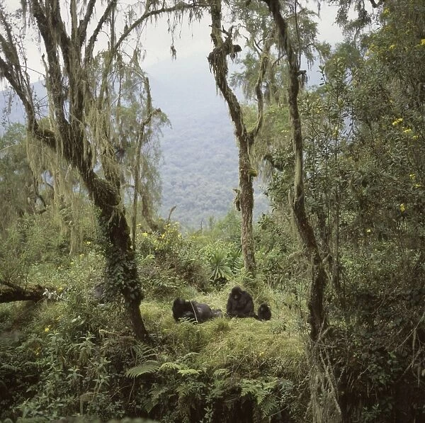 Mountain Gorillas (Gorilla gorilla beringei) Shinda, a silverback male