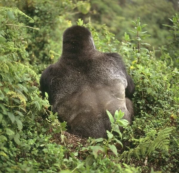 Mountain Gorillas (Gorilla gorilla beringei) silverback male, Virunga Volcanoes