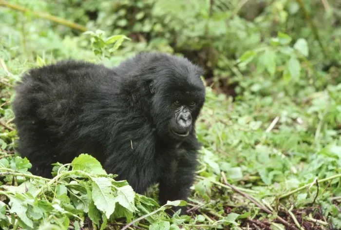 Framed Print : Mountain Gorillas (Gorilla gorilla beringei) juvenile, Virunga Volcanoes, Rwanda, Africa Framed Print : Mountain Gorillas (Gorilla gorilla beringei) juvenile, Virunga Volcanoes, Rwanda, Africa