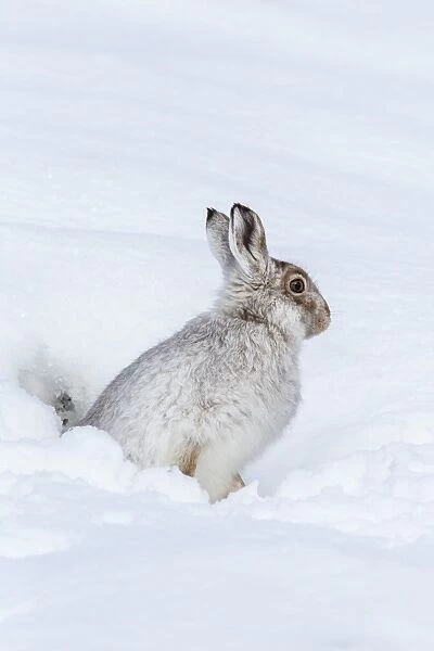 Mountain hare (Lepus timidus) in winter snow, Scottish Highlands, Scotland, United Kingdom