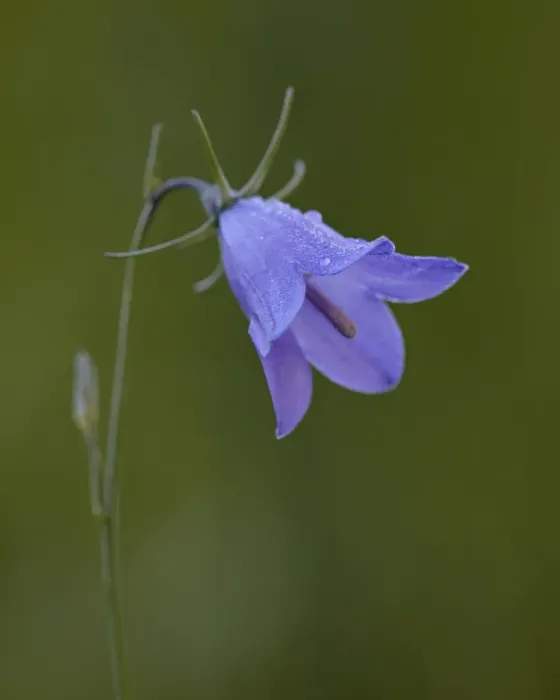 Framed Print : Mountain harebell (Campanula lasiocarpa), Gunnison National Forest, Colorado Framed Print : Mountain harebell (Campanula lasiocarpa), Gunnison National Forest, Colorado