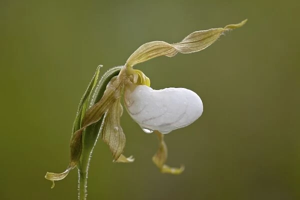 Mountain ladys slipper (white ladys slipper) (large ladys slipper) (moccasin flower) (Cypripedium montanum), Waterton Lakes National Park, Alberta, Canada, North America