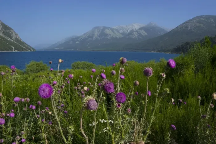 Framed Print : Mountain lake with wild flowers, Ruta de los Siete Lagos, Argentina, South America Framed Print : Mountain lake with wild flowers, Ruta de los Siete Lagos, Argentina, South America