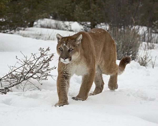 Mountain Lion (Cougar) (Felis concolor) in snow in captivity, near Bozeman