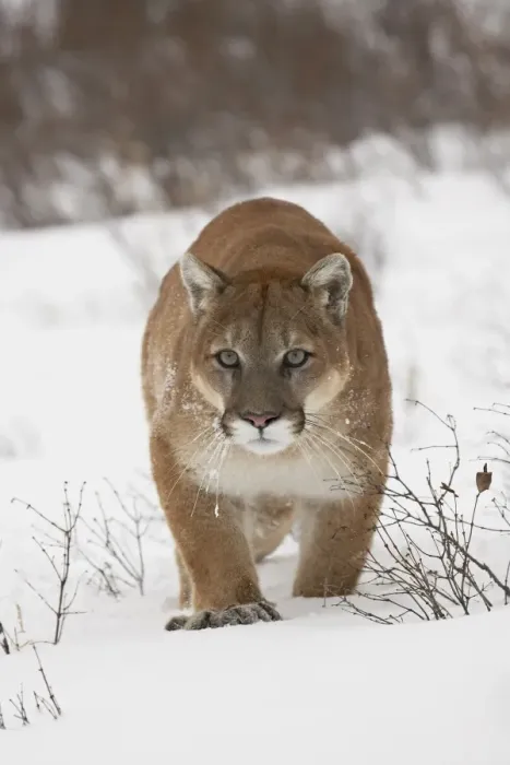 Framed Print : Mountain lion or cougar (Felis concolor) in snow, near Bozeman, Montana