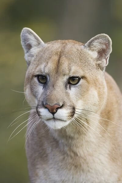 Mountain lion (cougar) (Felis concolor) staring