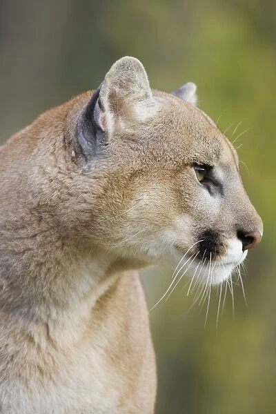 Mountain lion (cougar) (Felis concolor) staring