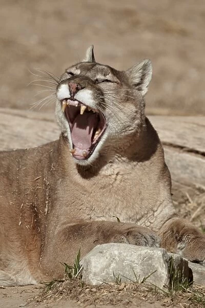 Mountain lion (cougar) (puma) (Puma concolor) yawning, Living Desert Zoo And Gardens State Park, New Mexico, United States of America, North America