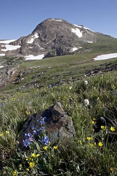 Mountain meadow with blue penstemon (Penstemon cyaneus) and American bistort