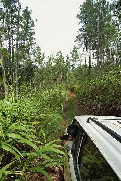 Mountain Pine Ridge, driving towards Butterfly Falls, Belize, Central America