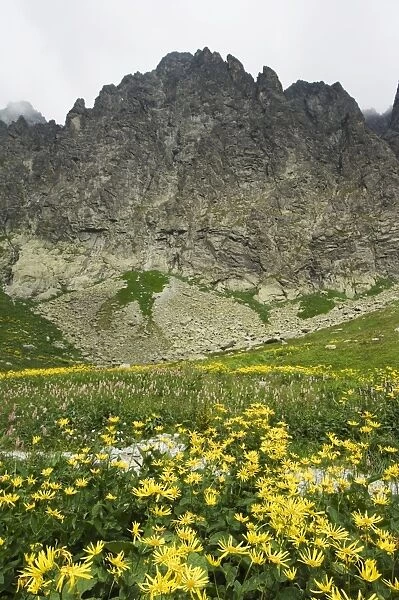 Mountain scenery and summer flowers in hiking area