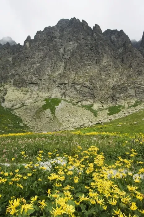 Framed Print : Mountain scenery and summer flowers in hiking area Framed Print : Mountain scenery and summer flowers in hiking area