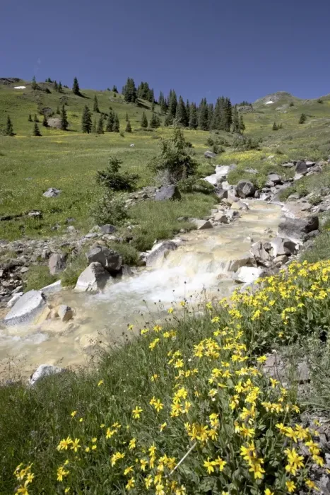 Framed Print : Mountain stream through Palmeto Gulch with golden aster Framed Print : Mountain stream through Palmeto Gulch with golden aster