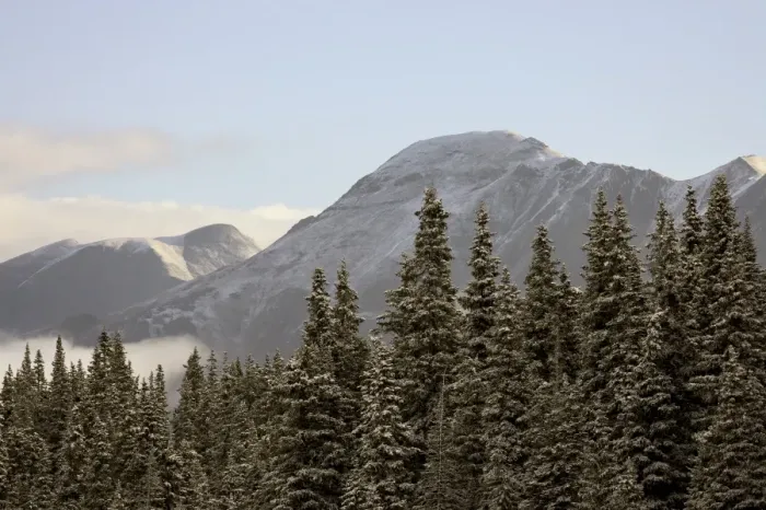 Framed Print : Mountains and evergreens with snow Framed Print : Mountains and evergreens with snow