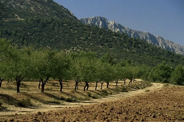 Mountains and olive trees
