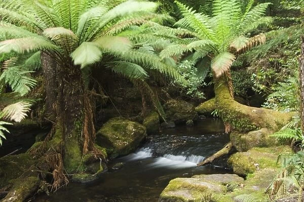 Mountains stream flowing through forest of tree ferns, Mount Fields National Park