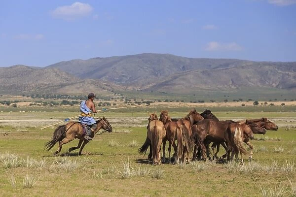 Mounted nomad holds uurga and herds horses in summer, Khogno Khan Uul Nature Reserve
