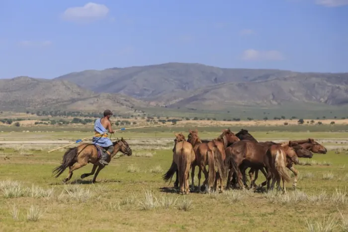 Framed Print : Mounted nomad holds uurga and herds horses in summer, Khogno Khan Uul Nature Reserve Framed Print : Mounted nomad holds uurga and herds horses in summer, Khogno Khan Uul Nature Reserve