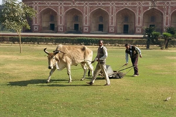 Mowing the grass in front of Humayuns tomb