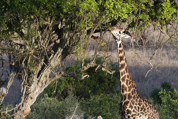A Msai giraffe (Giraffa camelopardalis tippelskirchi) feeding on a tree, Kenya