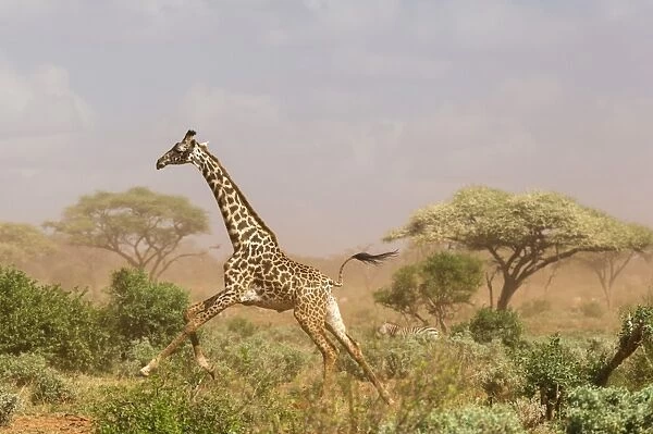 A Msai giraffe (Giraffa camelopardalis tippelskirchi) running in a dust storm, Tsavo
