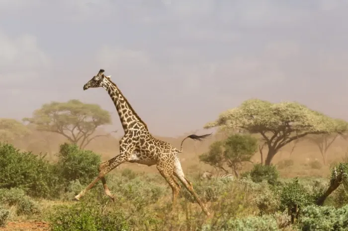 Framed Print : A Msai giraffe (Giraffa camelopardalis tippelskirchi) running in a dust storm, Tsavo Framed Print : A Msai giraffe (Giraffa camelopardalis tippelskirchi) running in a dust storm, Tsavo