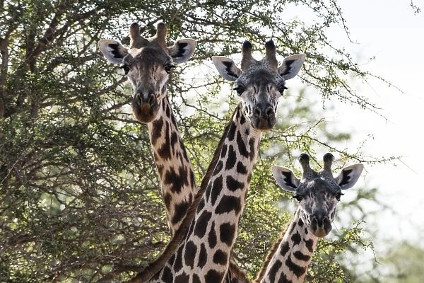 Three Msai giraffes (Giraffa camelopardalis tippelskirchi) looking at the camera